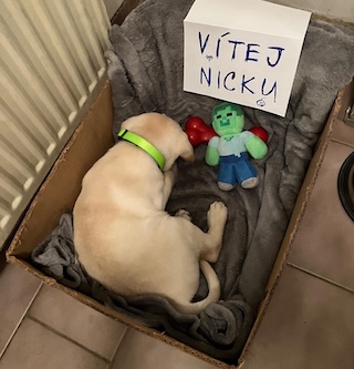 Nickoušek – První den v novém domově